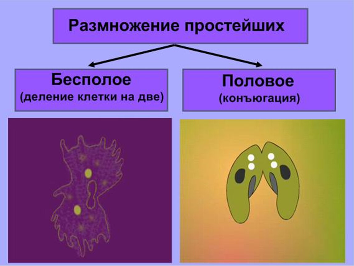 Биология 7 класс размножение. Бесполое размножение одноклеточных животных. Размножение простейших. Размножение простейших одноклеточных. Органы размножения простейших.