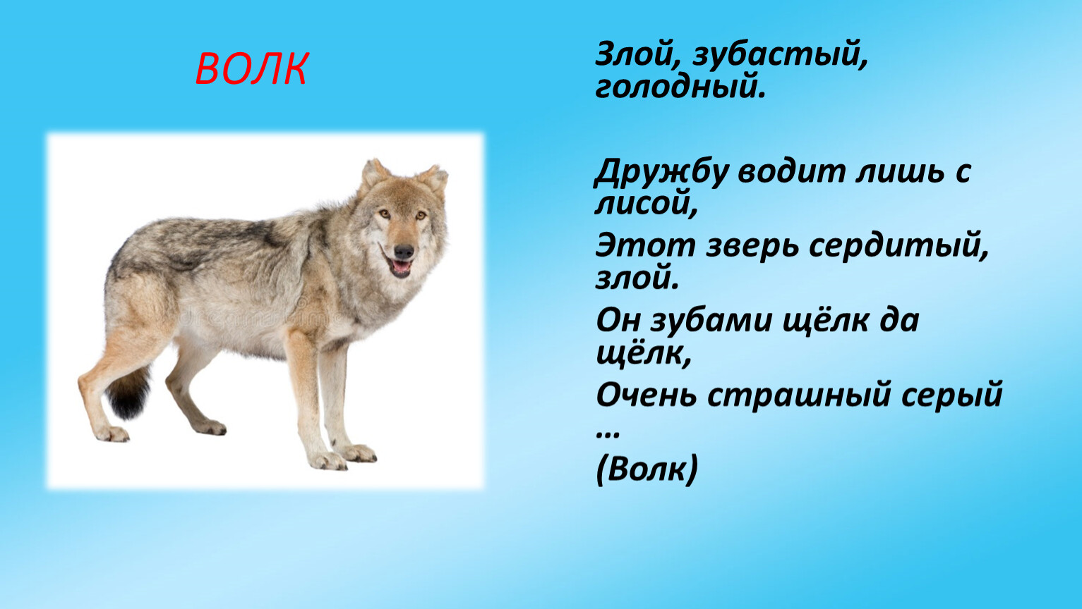 Загадка про волка для детей. Волк зубами щелк. Загадки про волка зубастый. Я волк зубами щелк. Волк зубами щелк стих.