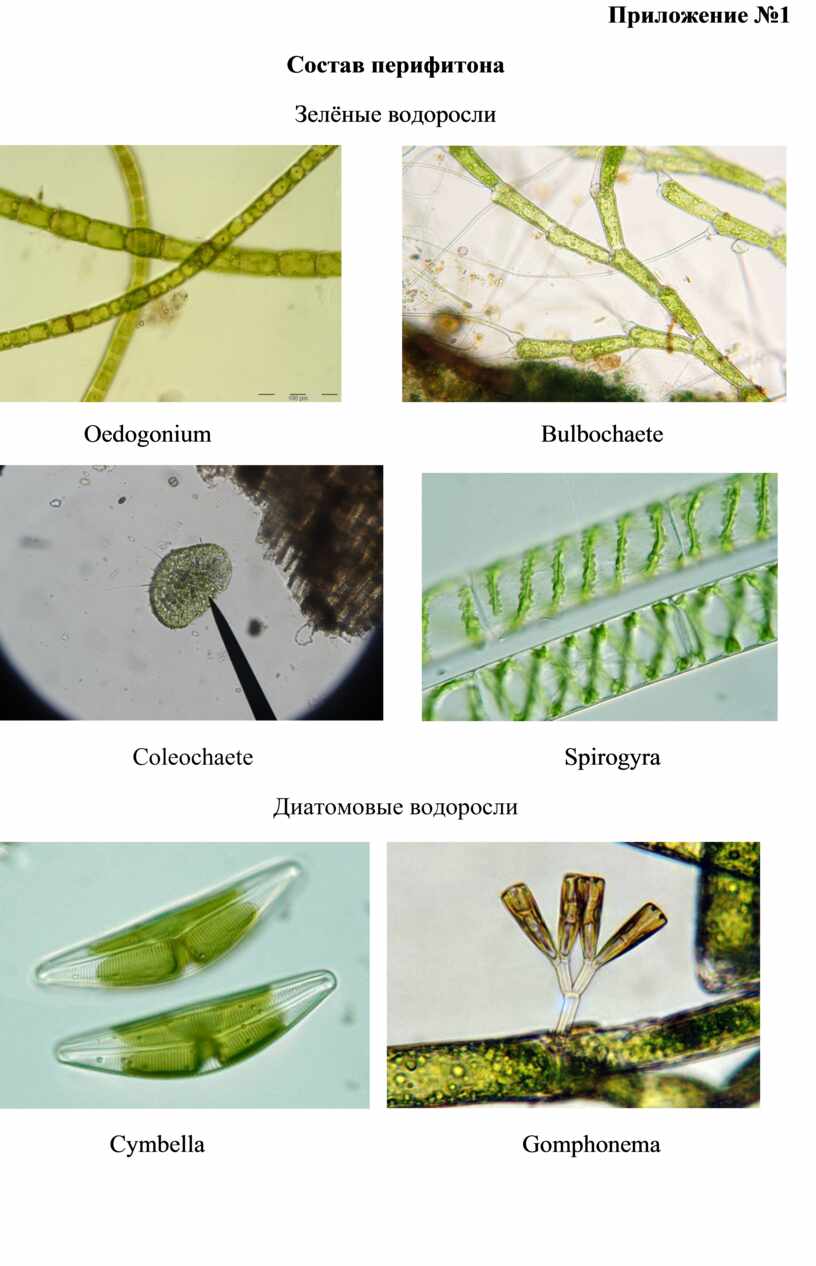 Перифитон. Перифитон водоросли. Перифитоном, детритом,. Перифитон примеры виды. Перифитон примеры организмов.
