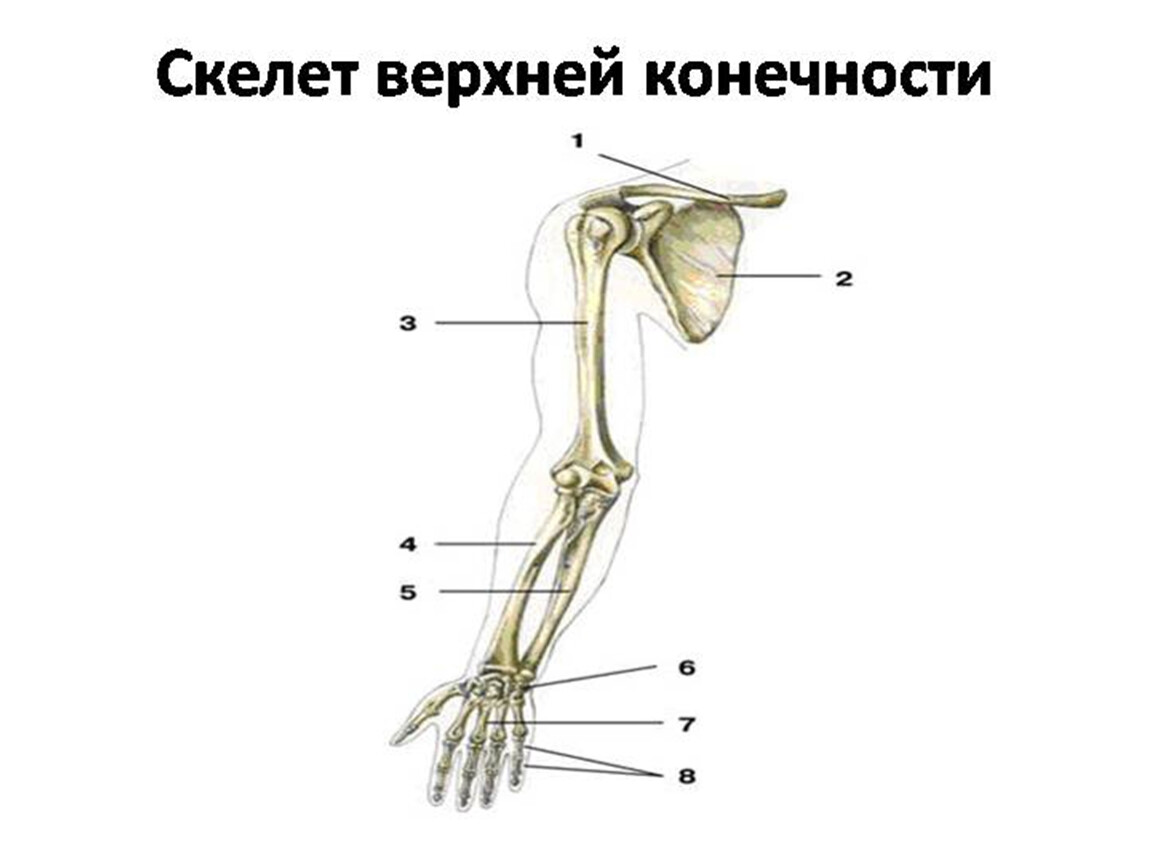 Анатомия кости верхней конечности. Скелет верхних конечностей человека анатомия. Скелет верхней конечности биология 8. Скелет верхней конечности правой вид спереди. Скелет человека пояс верхних конечностей.