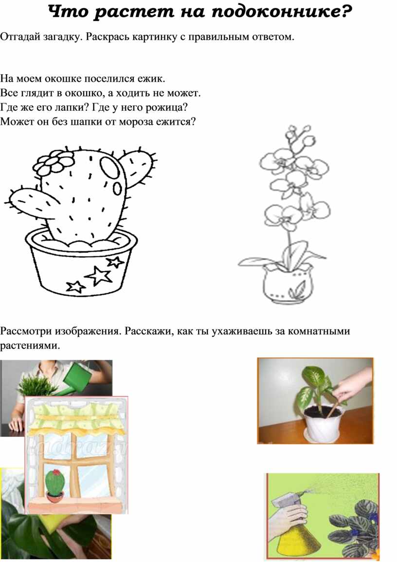 Что растет на подоконнике