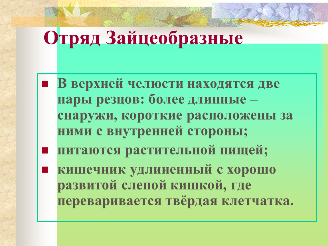 Зайцеобразные презентация 8 класс 8 вид