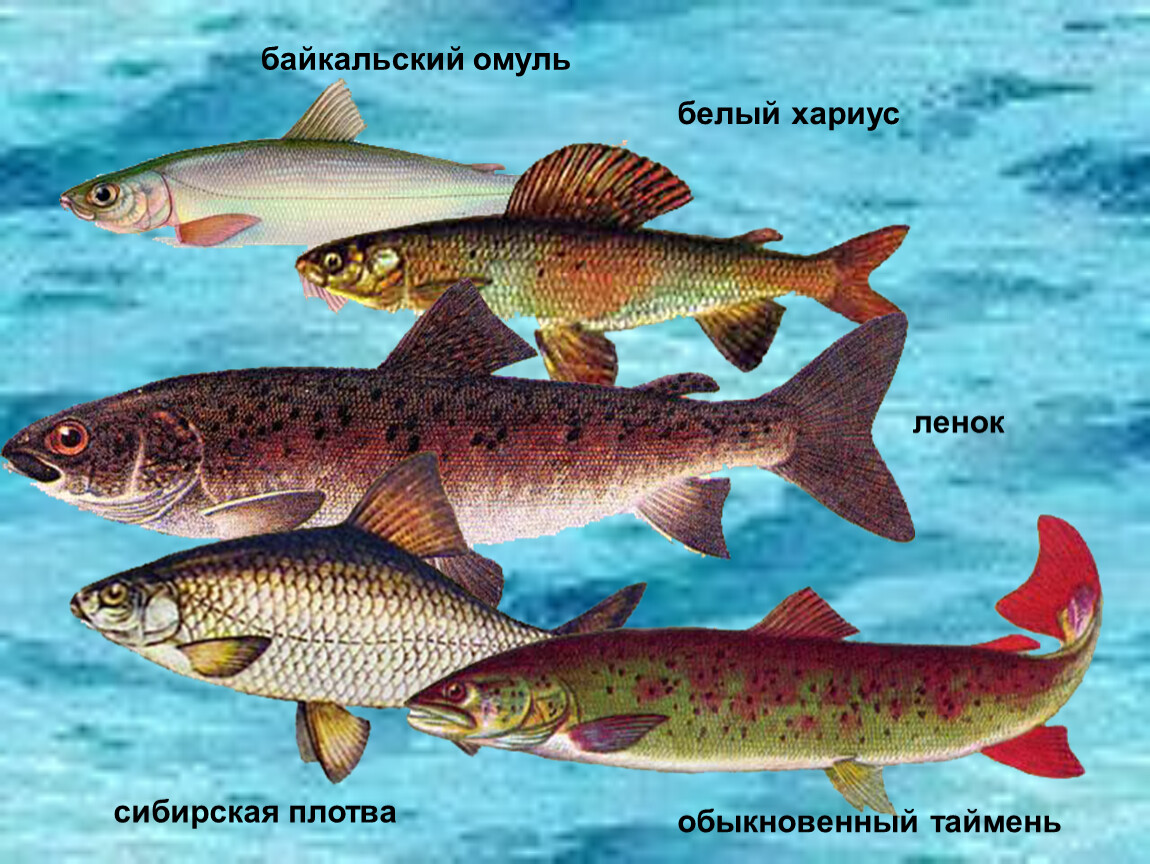 В озере байкал водится рыба. Рыбы озера Байкал. Рыбы озера Байкал для детей. Рыбы обитающие в Байкале. Название байкальских рыб.