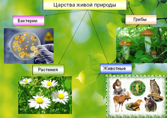 Презентация природоведение 5 класс 8 вид