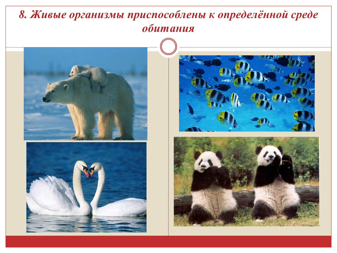 Как живые организмы приспособляются к жизни. Живые организмы приспособлены к определенной среде. Приспособление живых организмов. Животные разных сред обитания. Приспособление живых организмов к среде обитания.