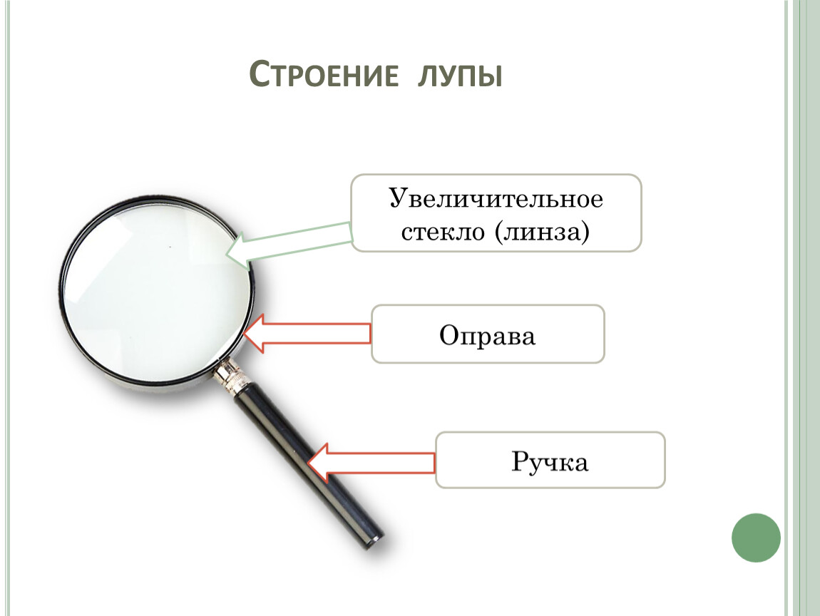 Что является основной частью лупы обеспечивающей увеличение изображения ответ