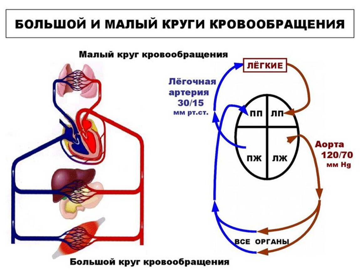 Принципы кровообращения. Малый круг кровообращения человека схема. Большой и малый круг кровообращения схема. Схема малого круга кровообращения. Малый и большой круг кровообращения человека схема анатомия.