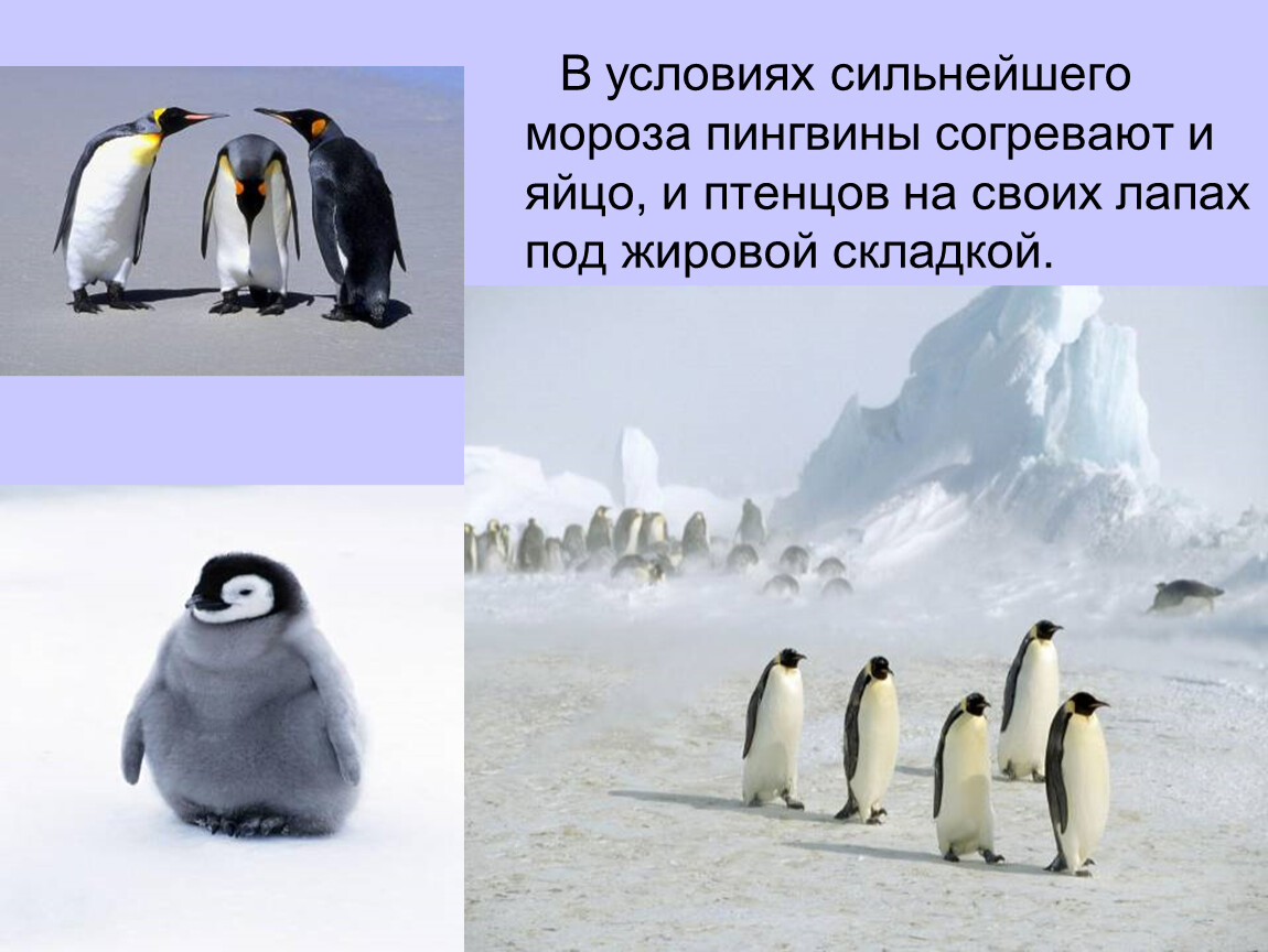 Условия сильнейшего 6. Пингвины согреваются. Пингвины в Мороз. Пингвины под жировой складкой. Сильный Пингвин.
