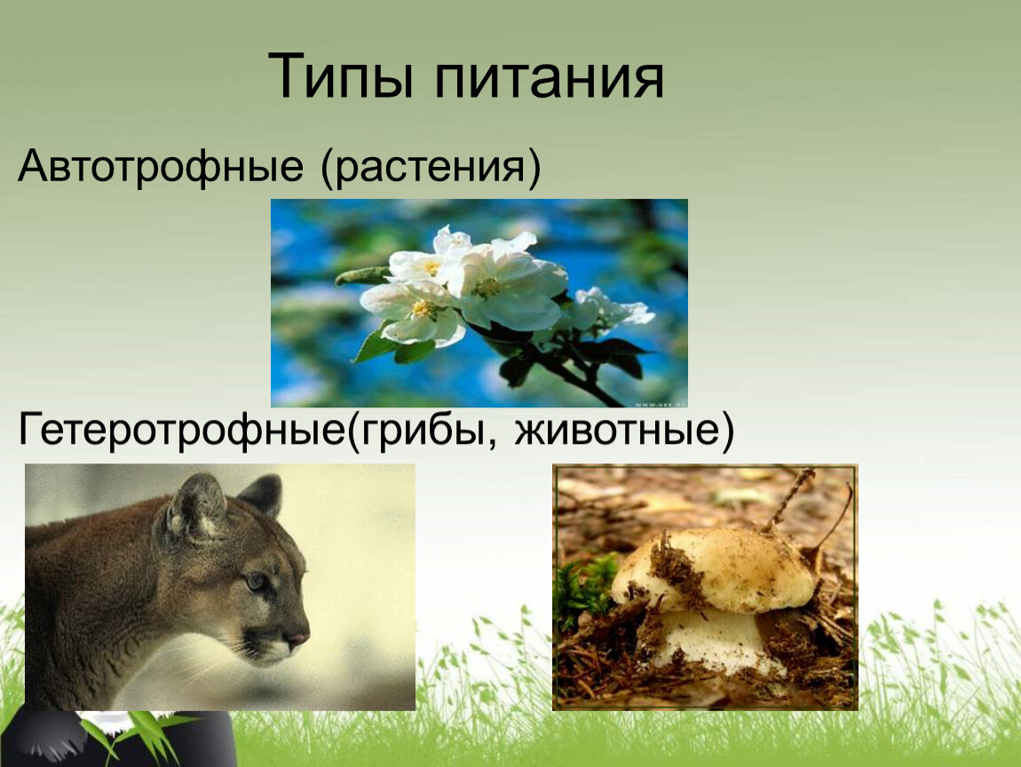 Растение служит пищей животным. Питание животных 6 класс. Особенности питания животных. Гетеротрофное питание животных. Тип питания животных гетеротрофный.