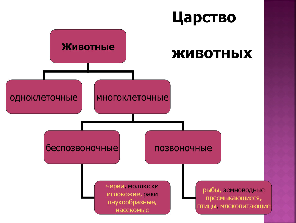 Диаграмма животные позвоночные