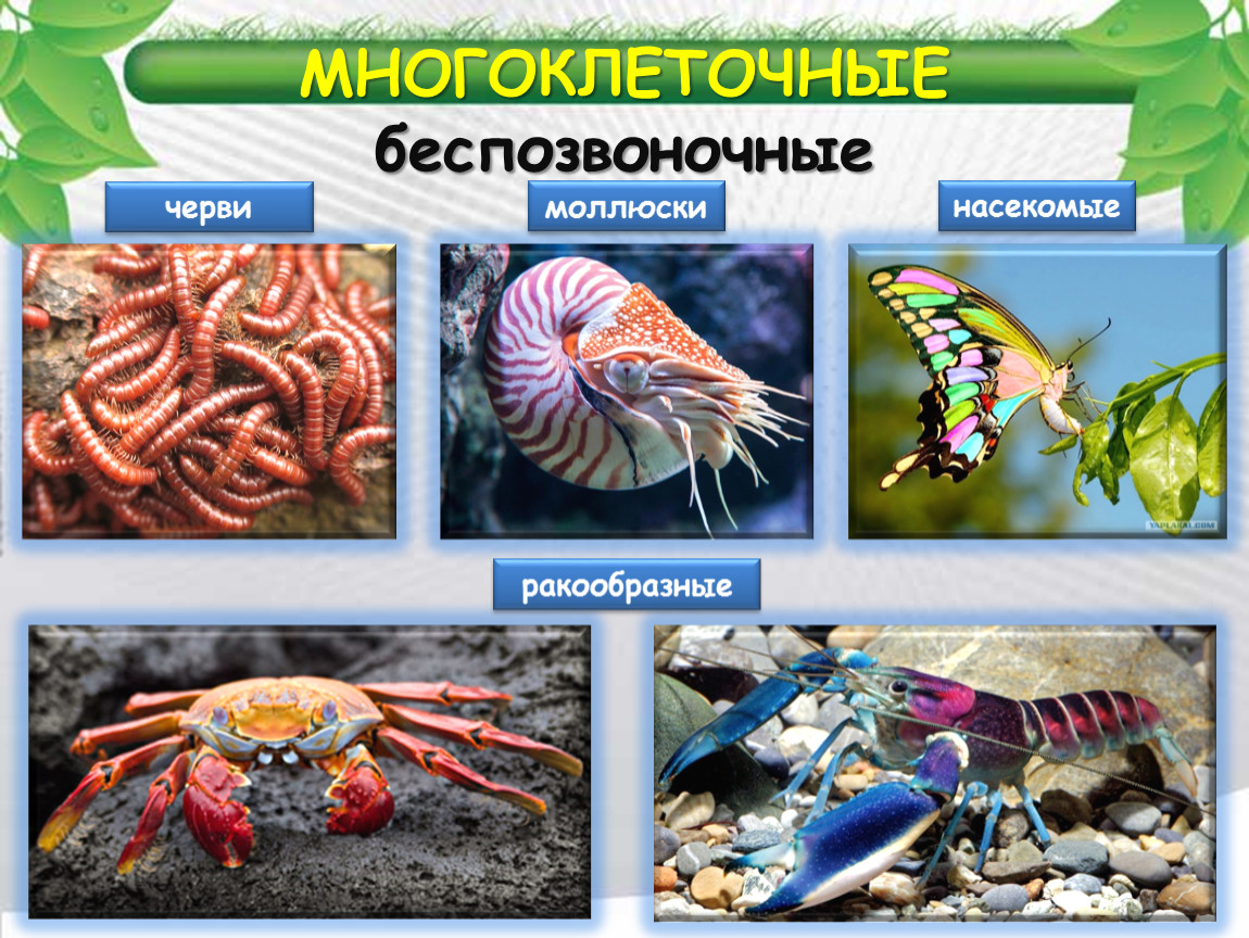 Беспозвоночные животные моллюски примеры. Беспозвоночные животные. Позвоночные и беспозвоночные. Многоклеточные беспозвоночные. Представители позвоночных и беспозвоночных.