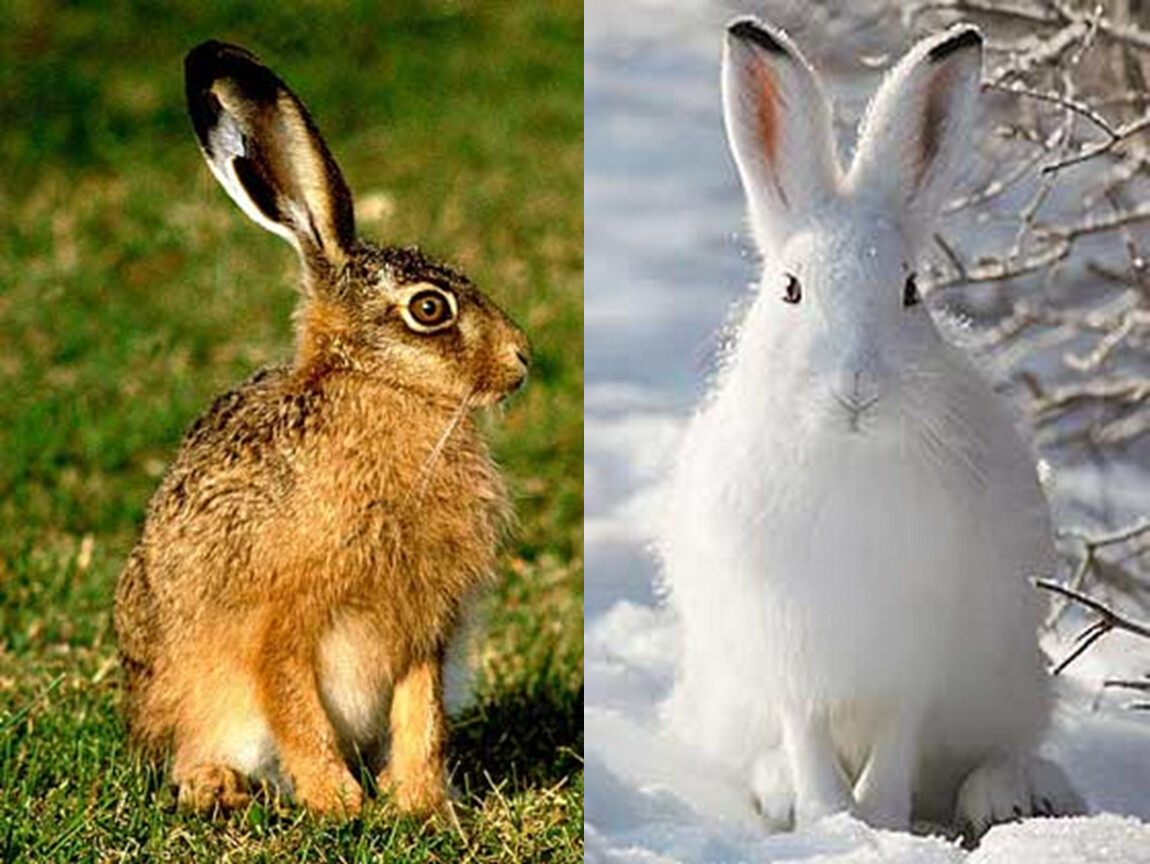Цвет шерсти зайца. Заяц Беляк и Русак. Заяц Беляк зимой и летом. Заяц Беляк и заяц Русак летом. Зайцеобразные заяц Беляк.
