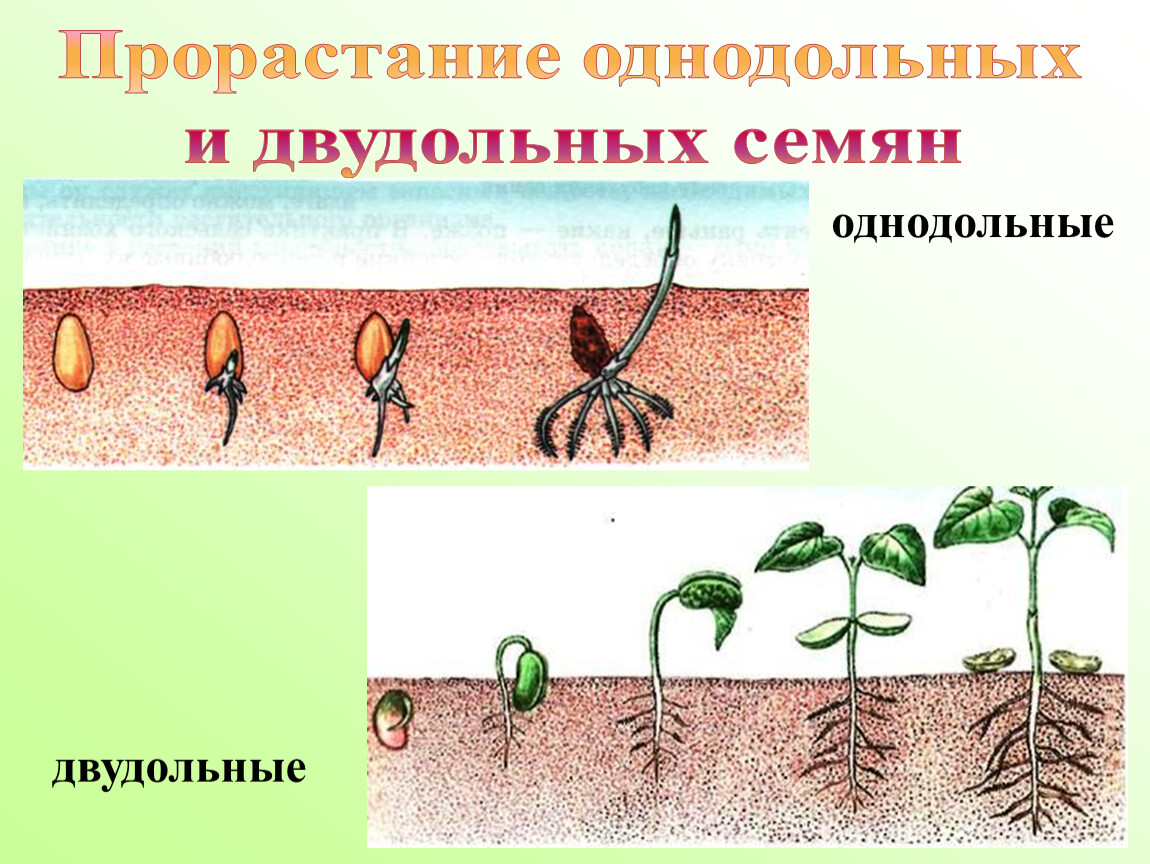 Условия прорастания семян презентация