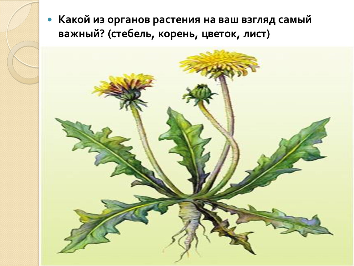 Покрытосеменные имеют корень. Цветы с корнями, листьями и цветами. Хризантема покрытосеменное растение. Картинки одуванчика с корнем стеблем листьями цветками. Покрытосеменные имеют корни.