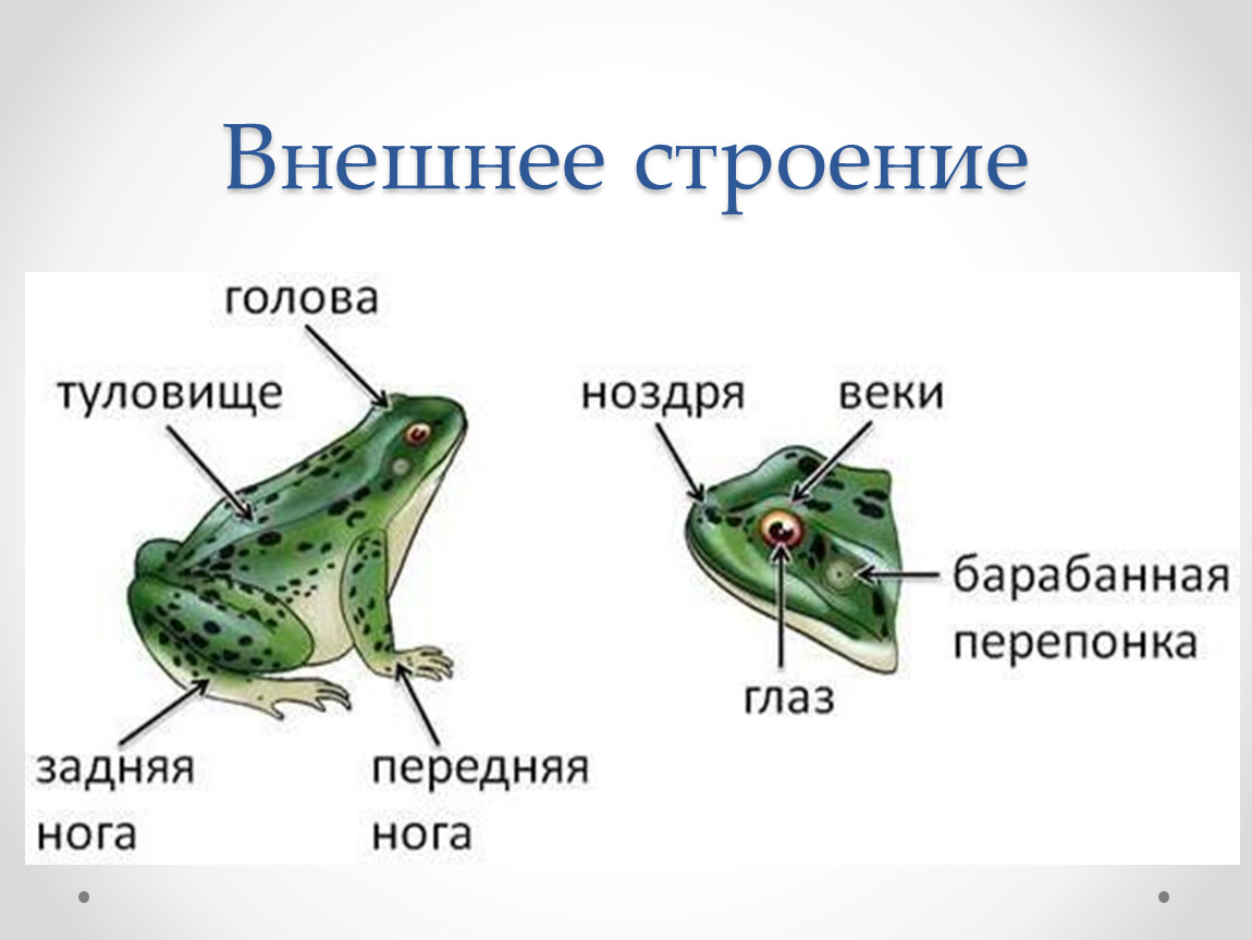 Тело земноводных состоит из. Внешнее строение Озерной лягушки. Лягушка строение наружнее. Озерная лягушка строение. Внешнее строение бесхвостых земноводных.