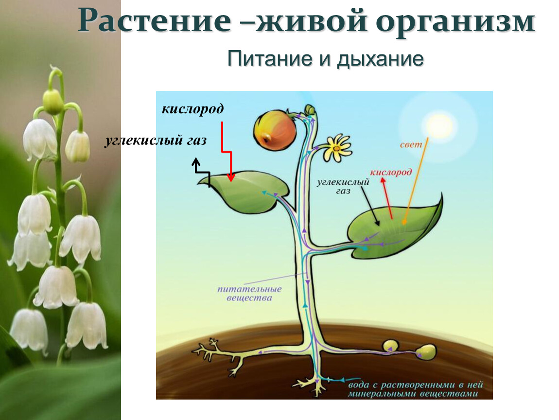Растения на свету поглощают кислород или нет
