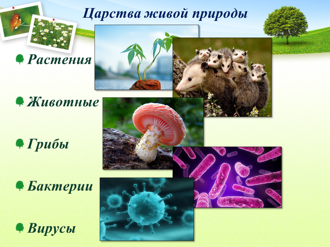 Царство бактерии грибы растения