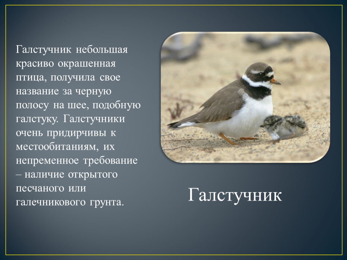 Птица получившая свое название. Птица галстучник (галстучник Восточный). Серая птица с черной полосой на шее. Галстучник название. Птицы Ненецкого автономного.