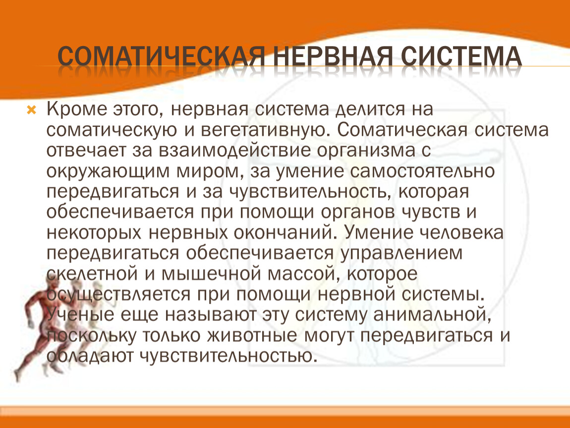 Соматическая нервная система функции. Соматическая сенсорная система кратко. Соматическая нервная система. Состав соматической нервной системы. Соматический отдел нервной системы.