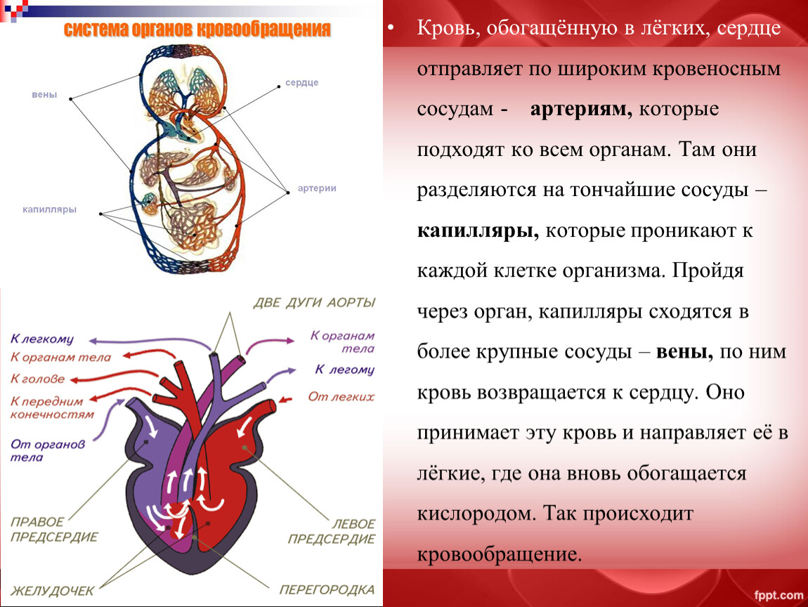 Название крови в правой части сердца. Кровеносная система. Сердце орган кровообращения. Строение системы кровообращения.