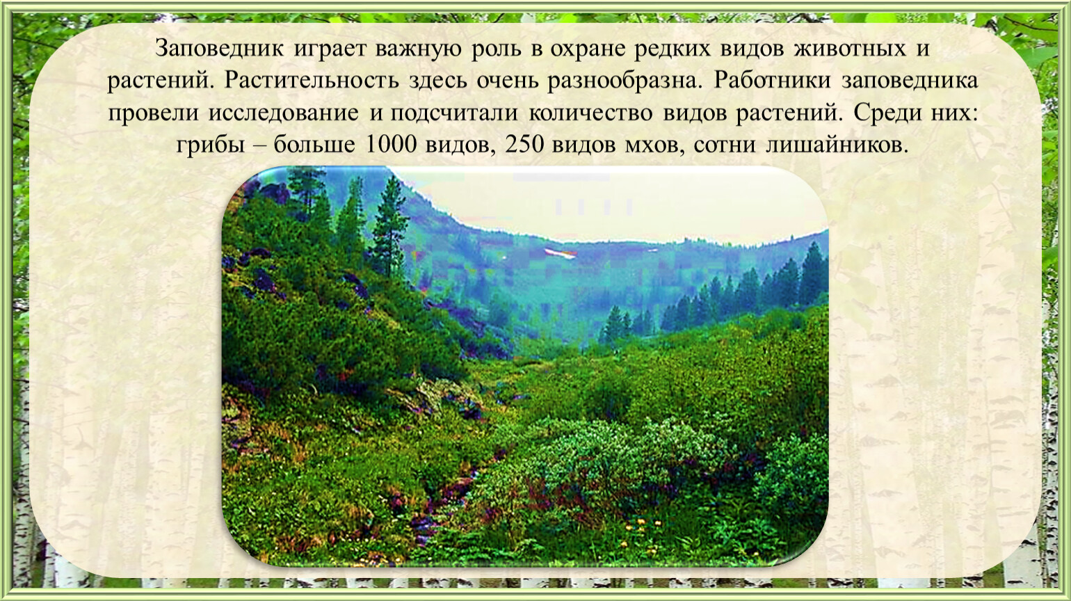 Уссурийский заповедник где находится. Уссурийский заповедник растения. Уссурийский заповедник растения охраняемые. Уссурийский заповедник презентация.