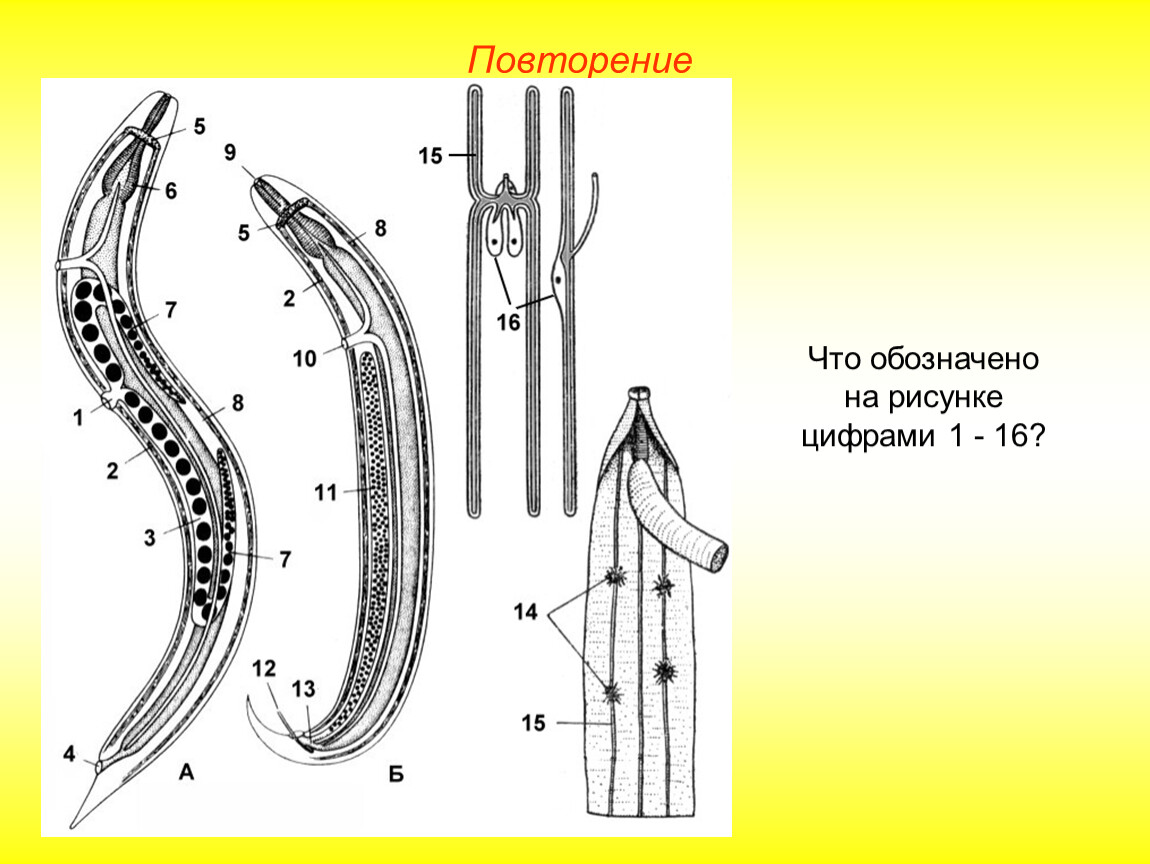 Тип круглые черви рисунок. Строение нематоды круглых червей. Схема продольного среза нематоды. Круглые черви нематода схема. Схема строения самки и самца нематод.