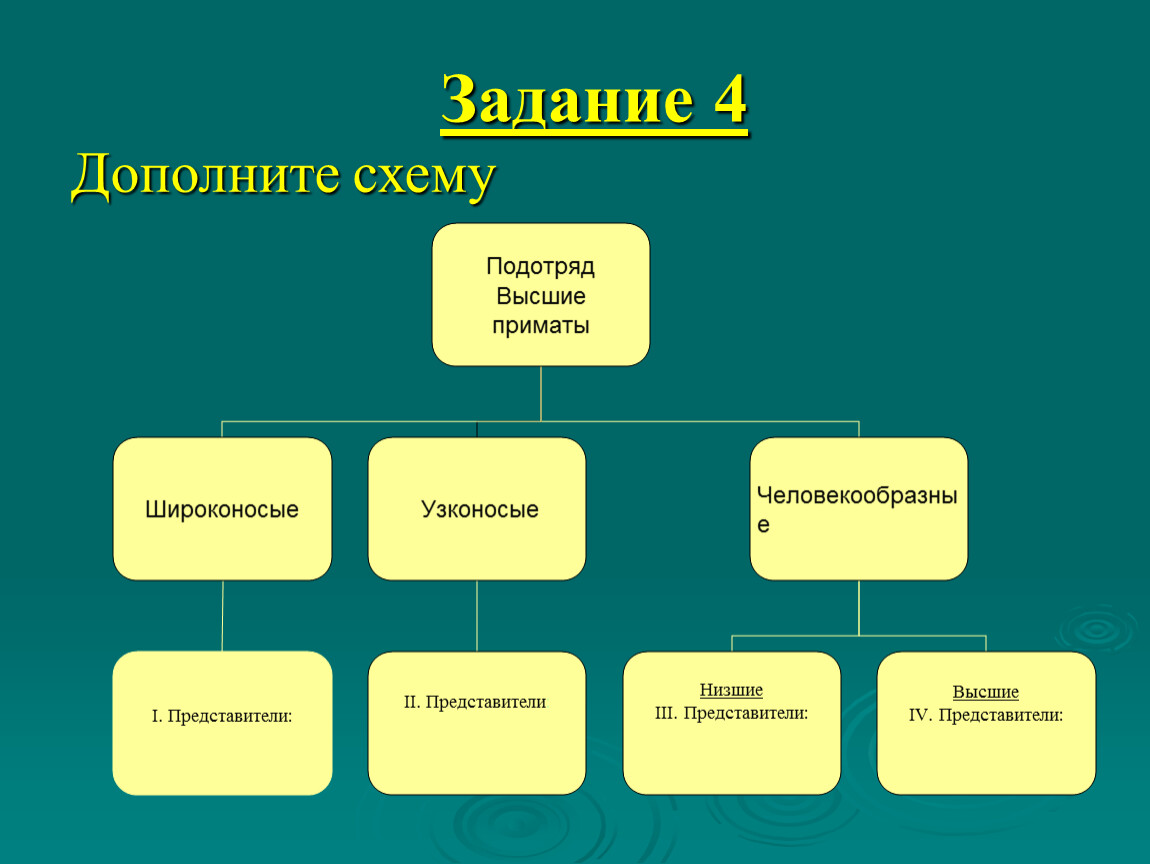 Схема классификация приматов