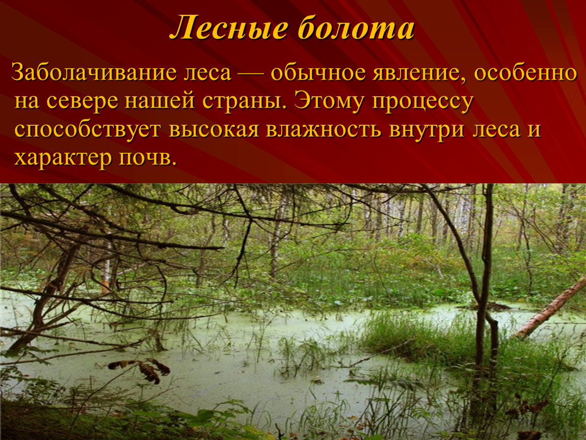 Болотная причины. Презентация на тему болота. Презентация о болоте. Растительный мир болота. Лесные болота.