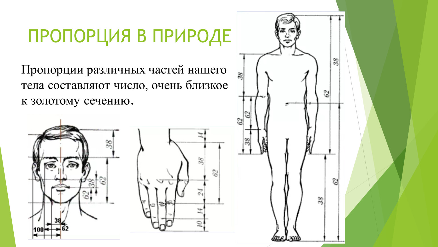 Разное соотношение. Пропорция. Пропорции в природе. Необычные пропорции. Кости человека выдержаны в пропорции, близкой к Золотому сечению..