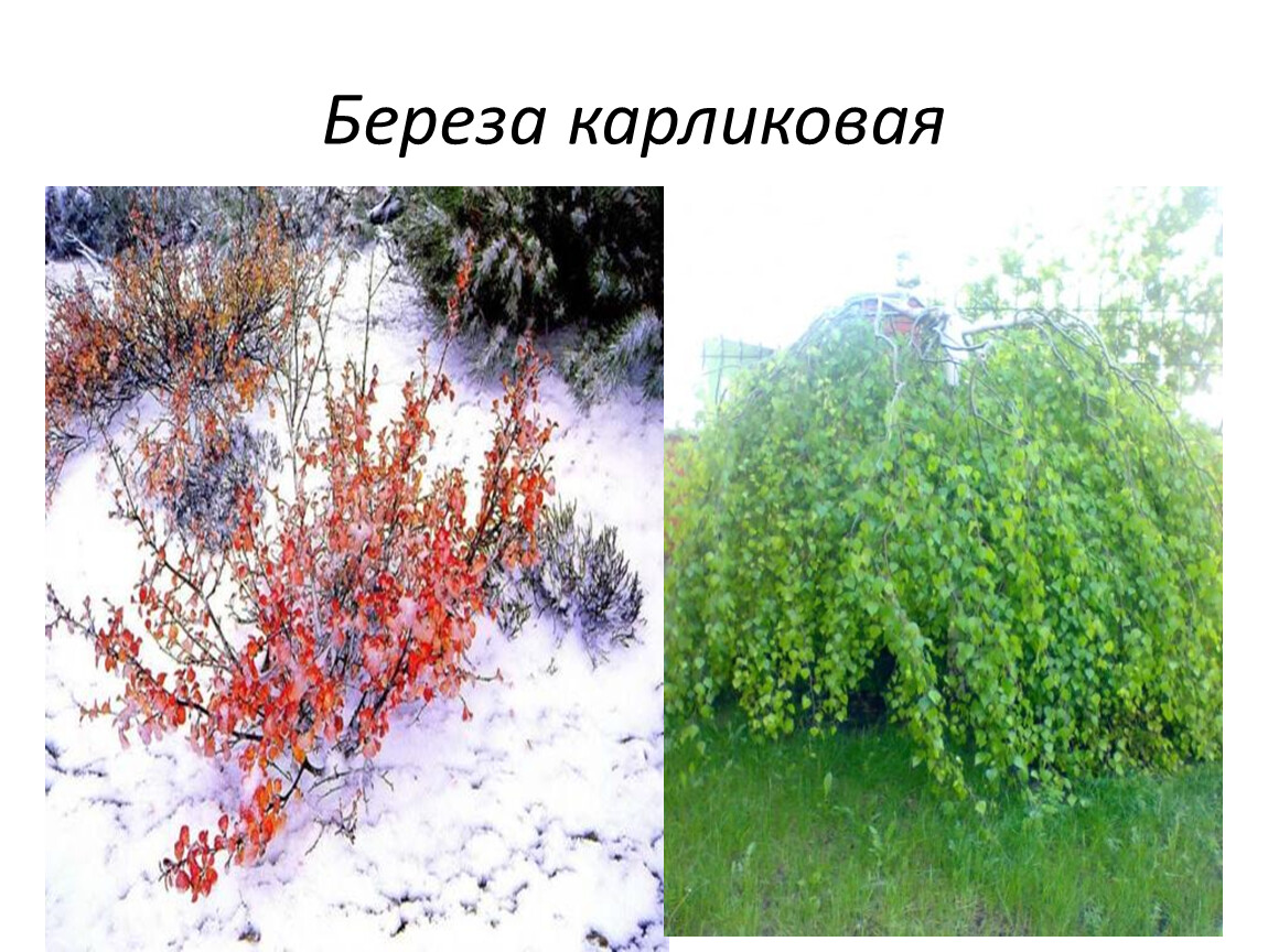 Береза красная карликовая. Береза карликовая Betula Nana. Карликовая берёза красная. Карликовая береза высота. Карликовая берёза Камчатка.