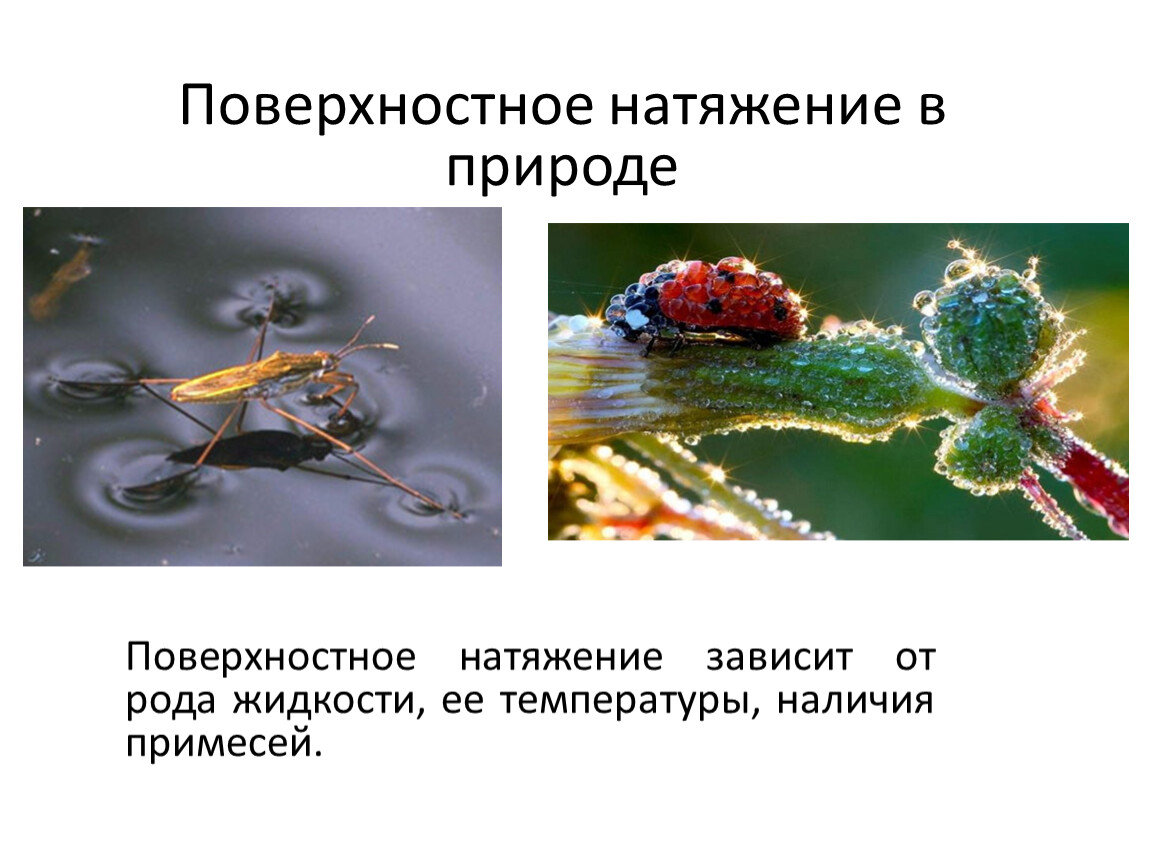 Почему поверхностное натяжение зависит. Поверхностное натяжение в природе. Поверхностное натяжение и капиллярные явления в природе. Природа поверхностного натяжения жидкости. Поверхностное натяжение воды в природе.