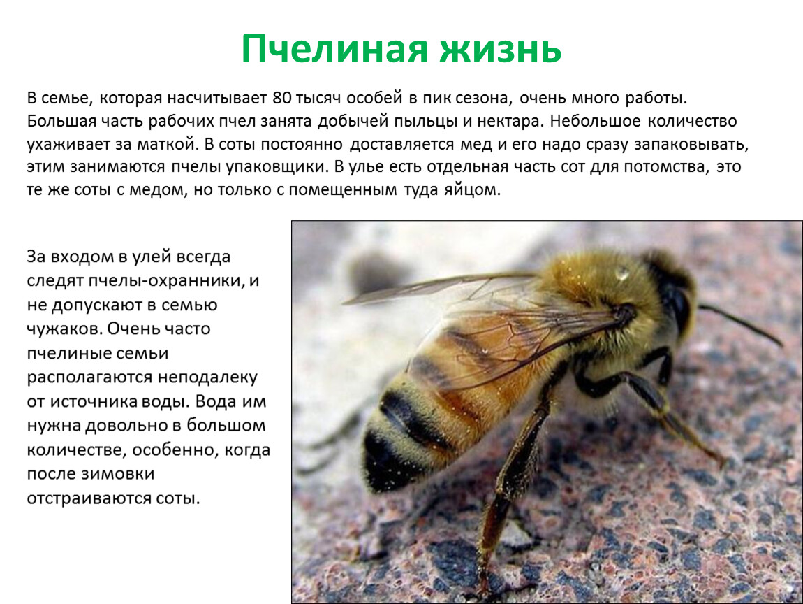 Кто входит в состав семьи медоносных пчел. Образ жизни пчел. Иерархия пчелиной семьи. Пчела описание. Жизнь пчелиной семьи.