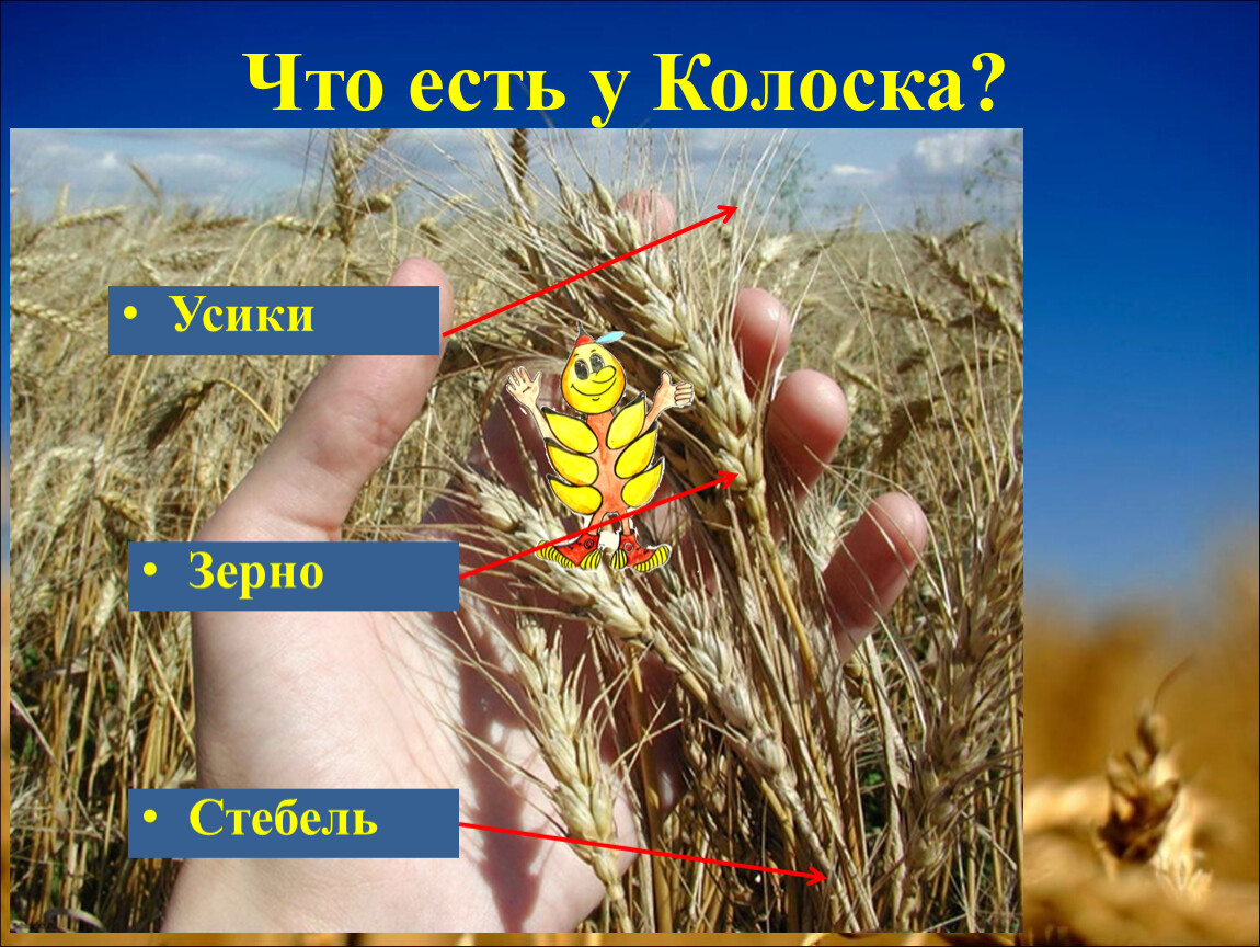 Что есть у Колоска? Усики Зерно