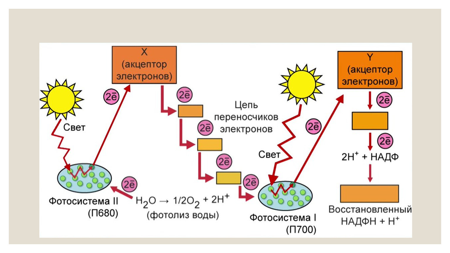 Фотосинтез электроны. Фотосинтез фотосистема 1. Фотосинтез фотосистема 1 схема. Фотосинтез схема фотосистема 1 и фотосистема 2. Фотосинтез световая фаза фотосистема 1 и 2.