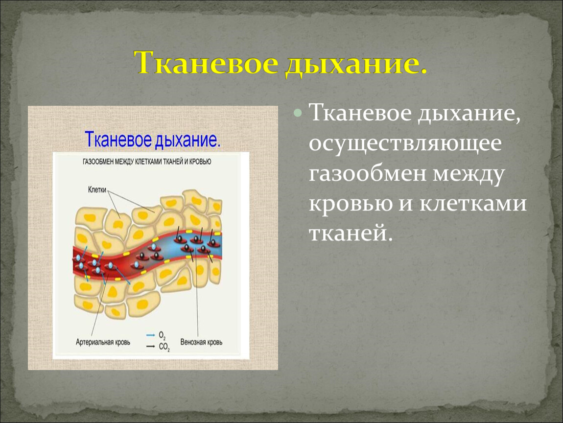 В каких клетках осуществляется дыхание