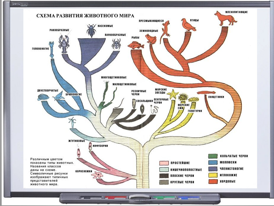 Появления основных групп растений на земле. Филогенетическое Древо животных. Эволюционное Древо развития животных.