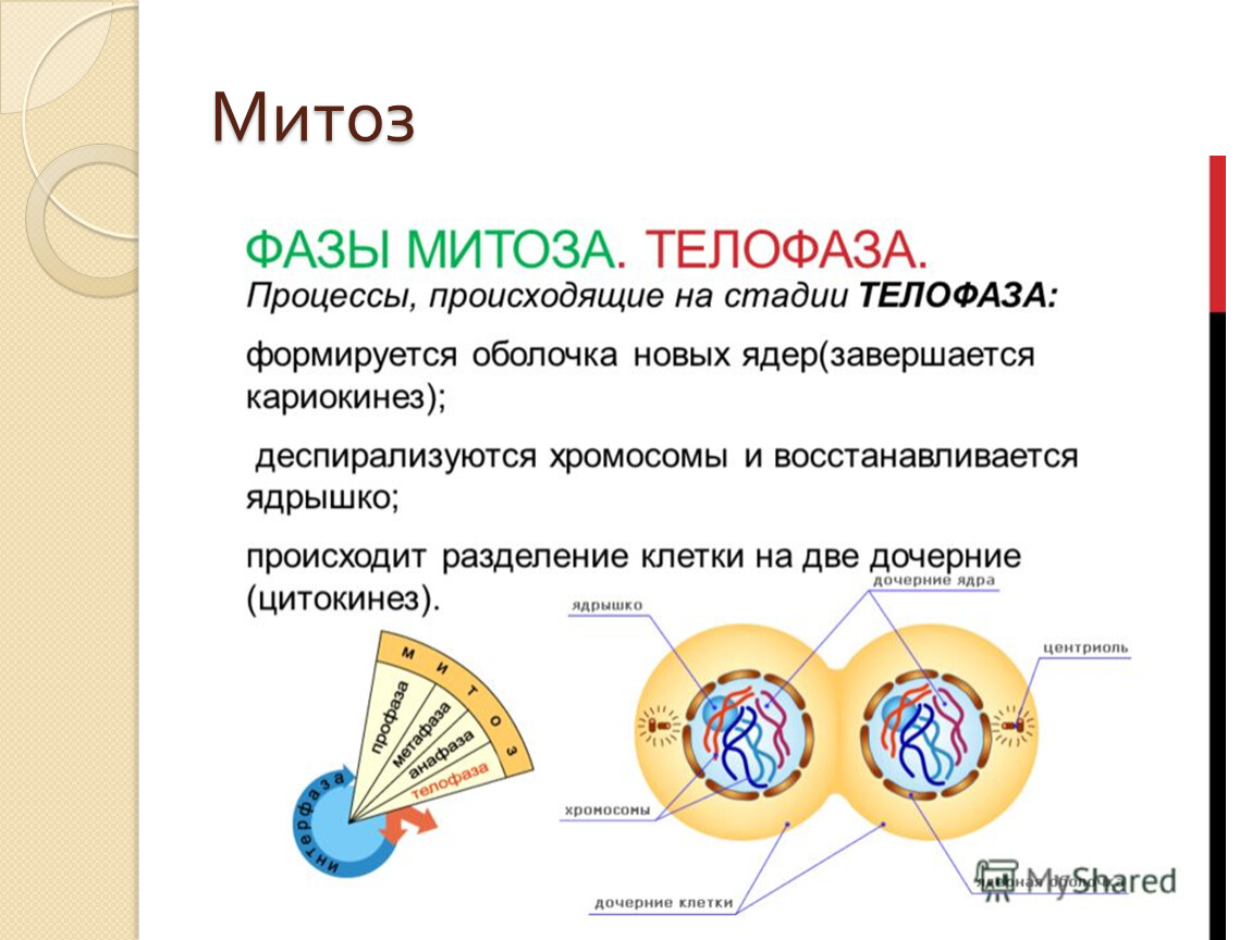 Деление клеток спорогенной ткани. Фазы митоза процессы фазы. Фазы клеточного цикла митоза. Телофаза митоза процессы. Фазы митоза телофаза.