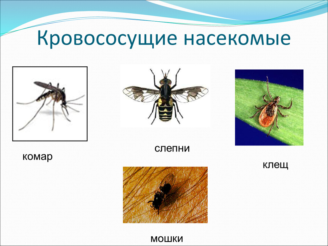 Укусы насекомых и защита от них обж