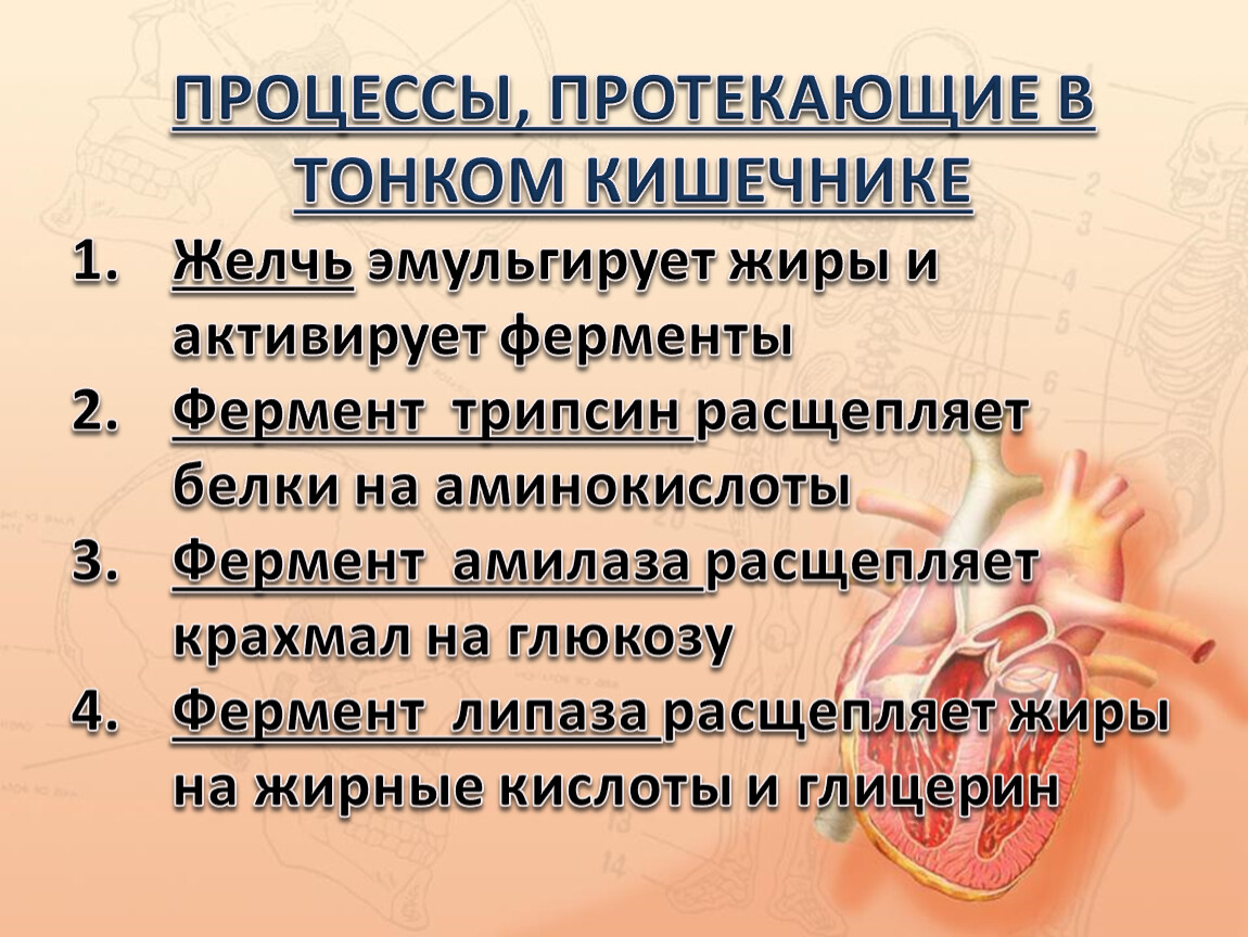 Процессы в кишечнике человека