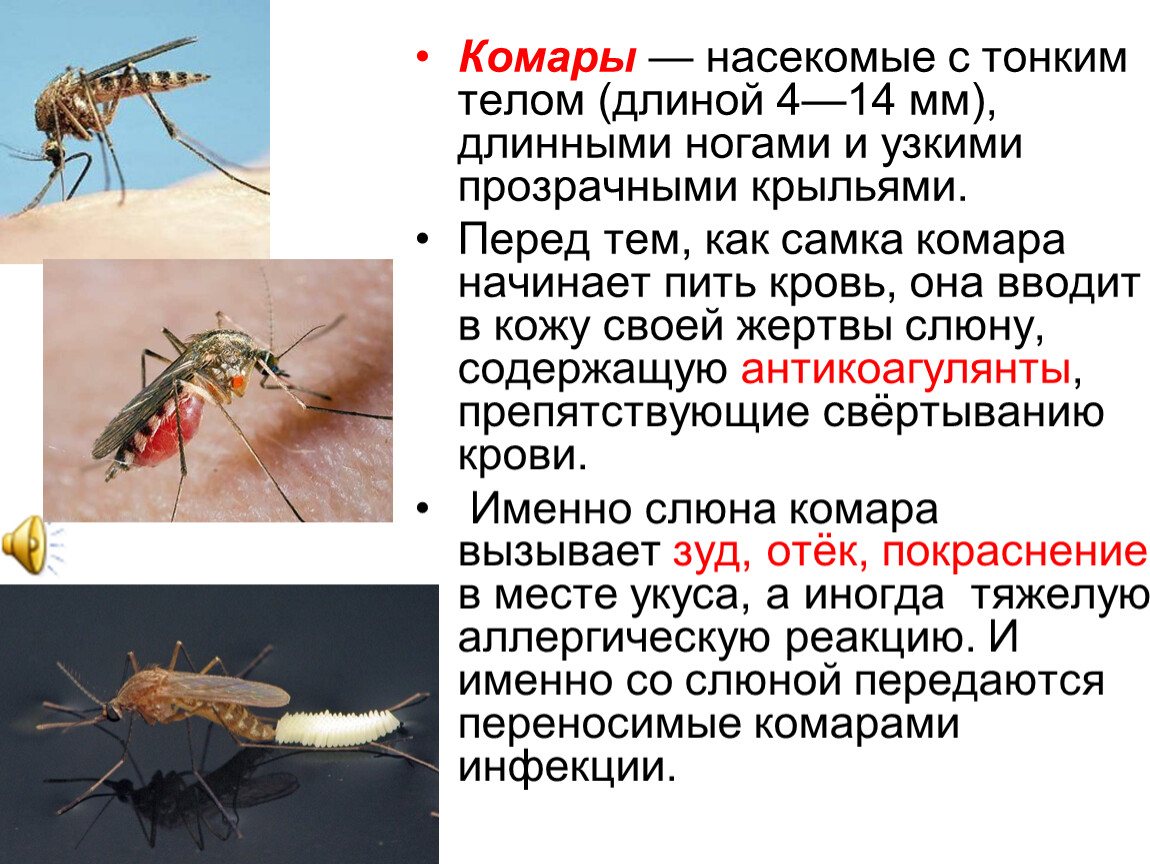 Холод при укусе насекомых. Укусы насекомых и защита от них ОБЖ 6 класс. Презентация на тему укусы насекомых. Укусы насекомых доклад. Доклад на тему укусы насекомых.
