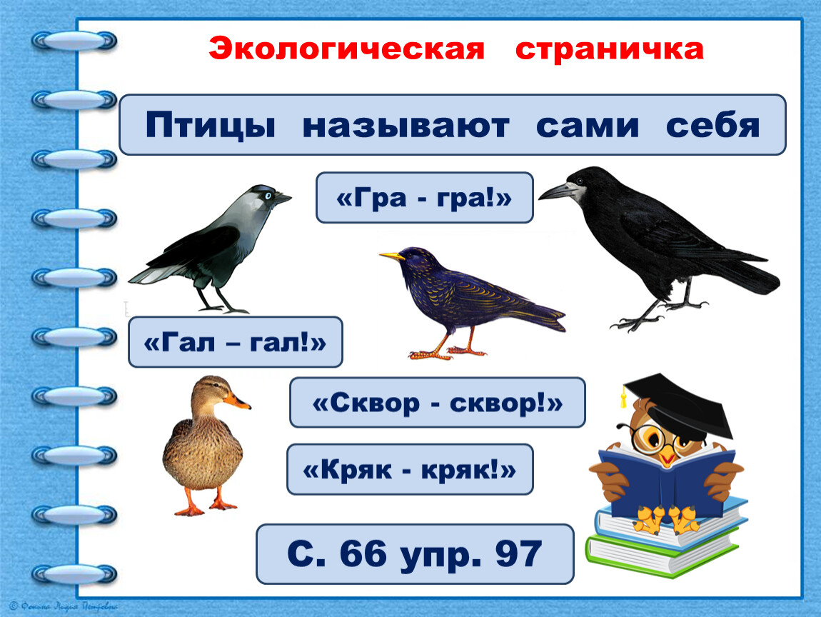 Найти слово птицы 3. Птицы называют сами себя. Птицы называют сами себя Гал-Гал. Односложное слово птицы называют сами. Птицы на русском языке.
