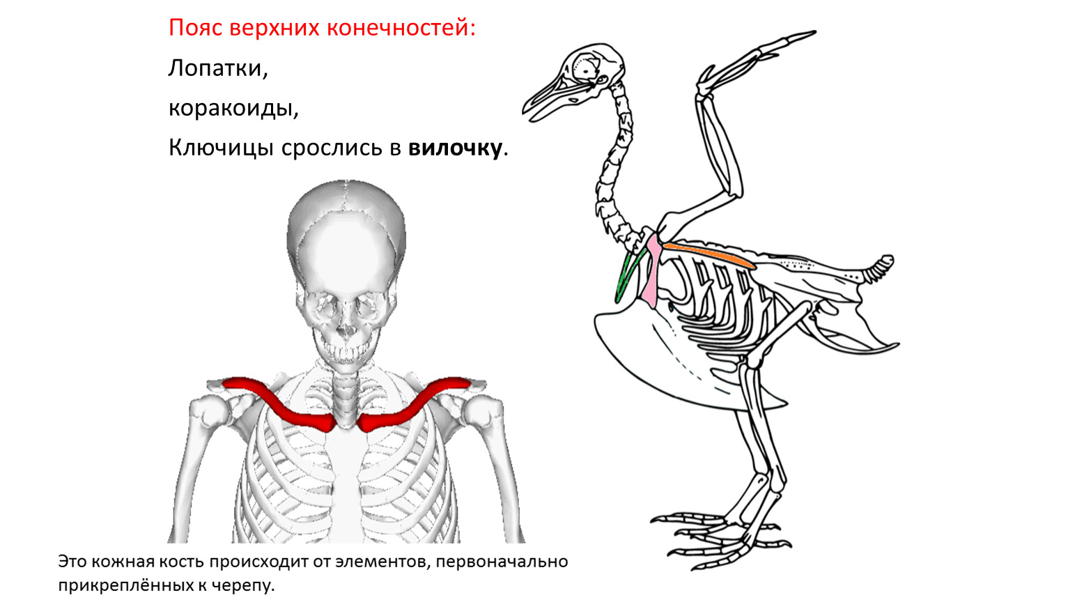 Ключицы сросшиеся в вилочку у кого