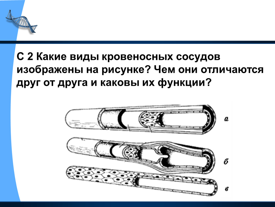 Какой кровеносный сосуд обозначен на рисунке. Типы кровеносных сосудов. Строение и типы кровеносных сосудов. Схема строения сосудов. Задание строение сосудов.