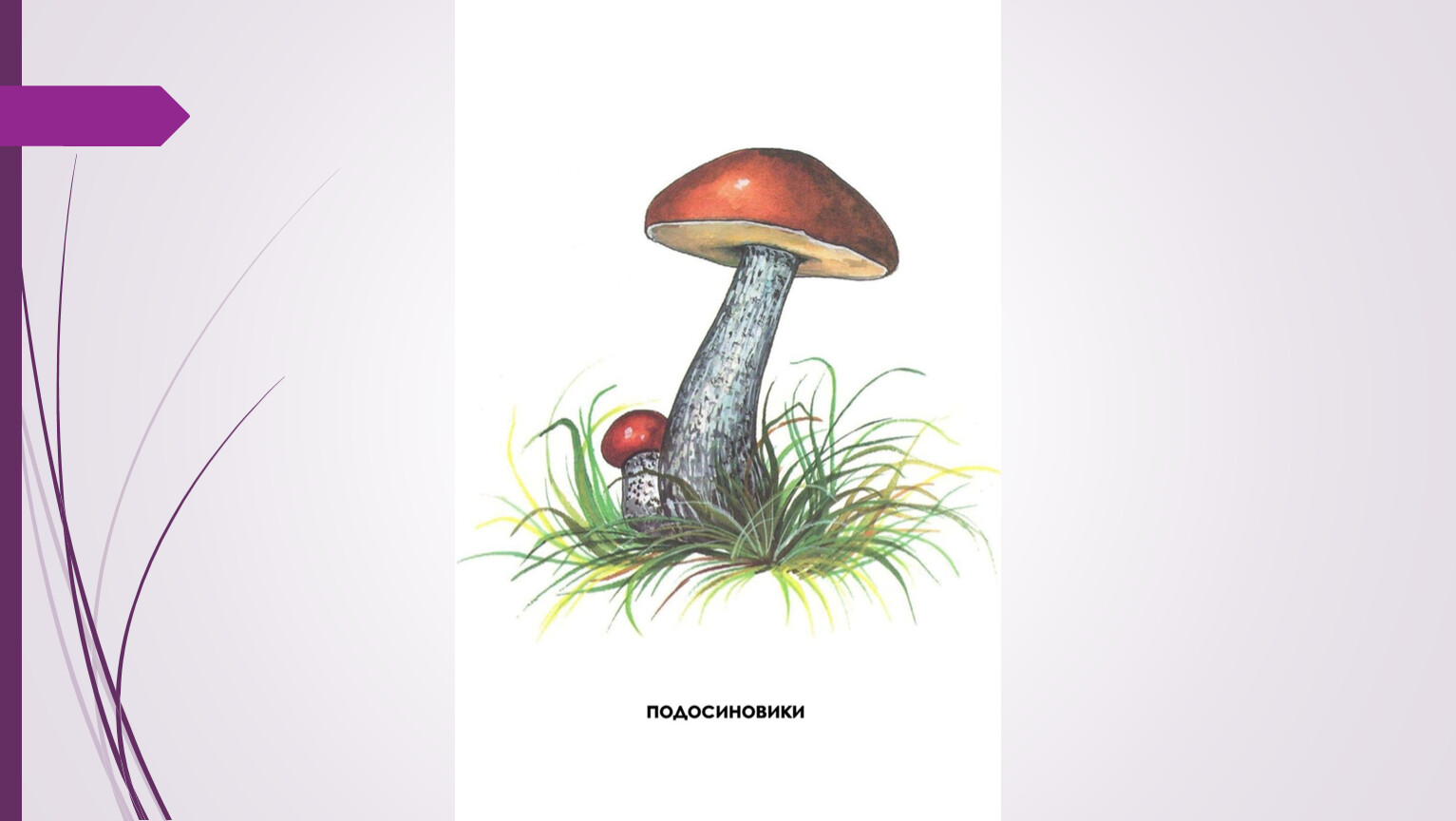 Подосиновик гриб нарисовать