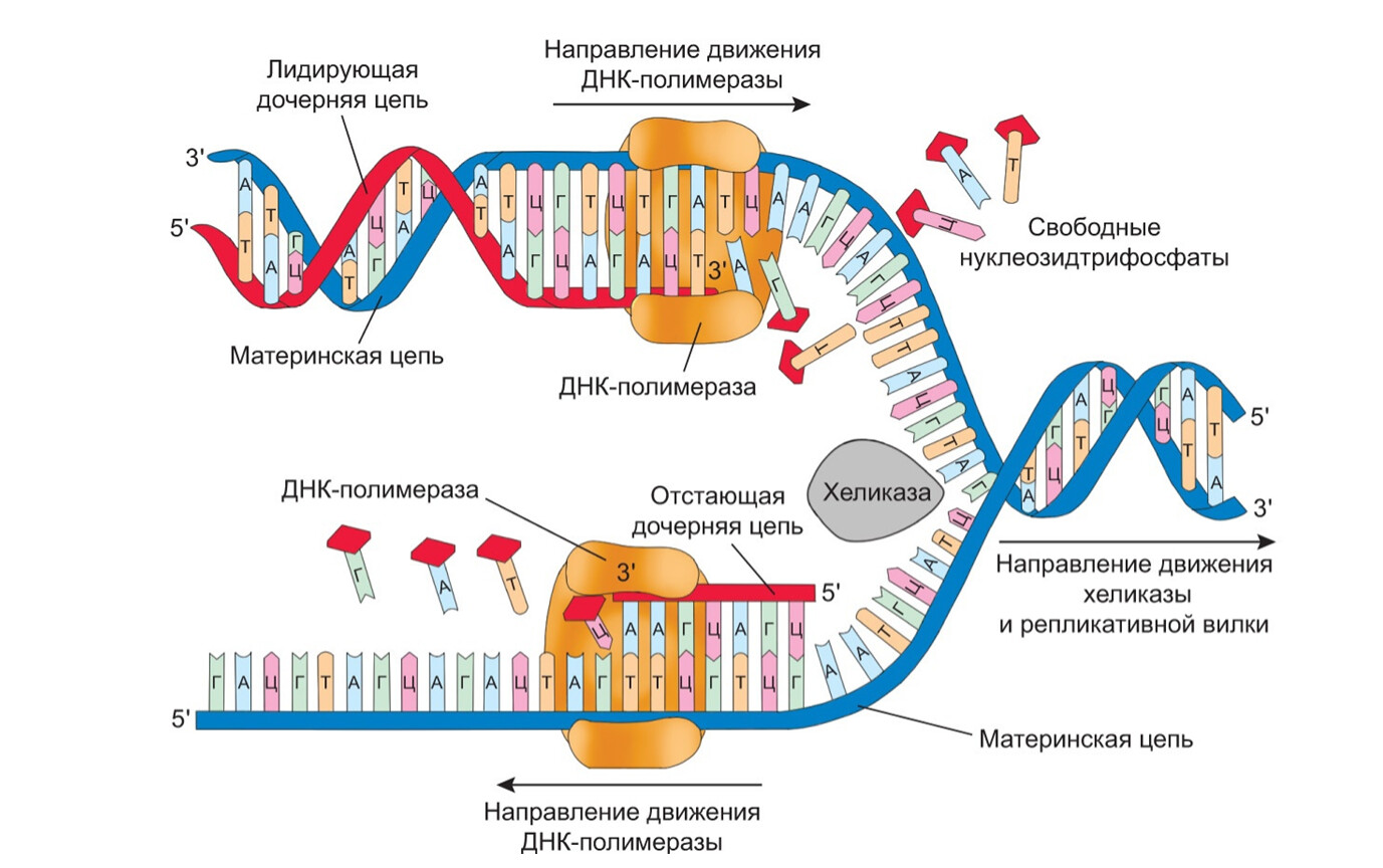 Полимеразы прокариот. Элонгация репликации ДНК схема. Репликация ДНК У прокариот схема. Инициация репликации ДНК схема. Схема репликации ДНК эукариот.
