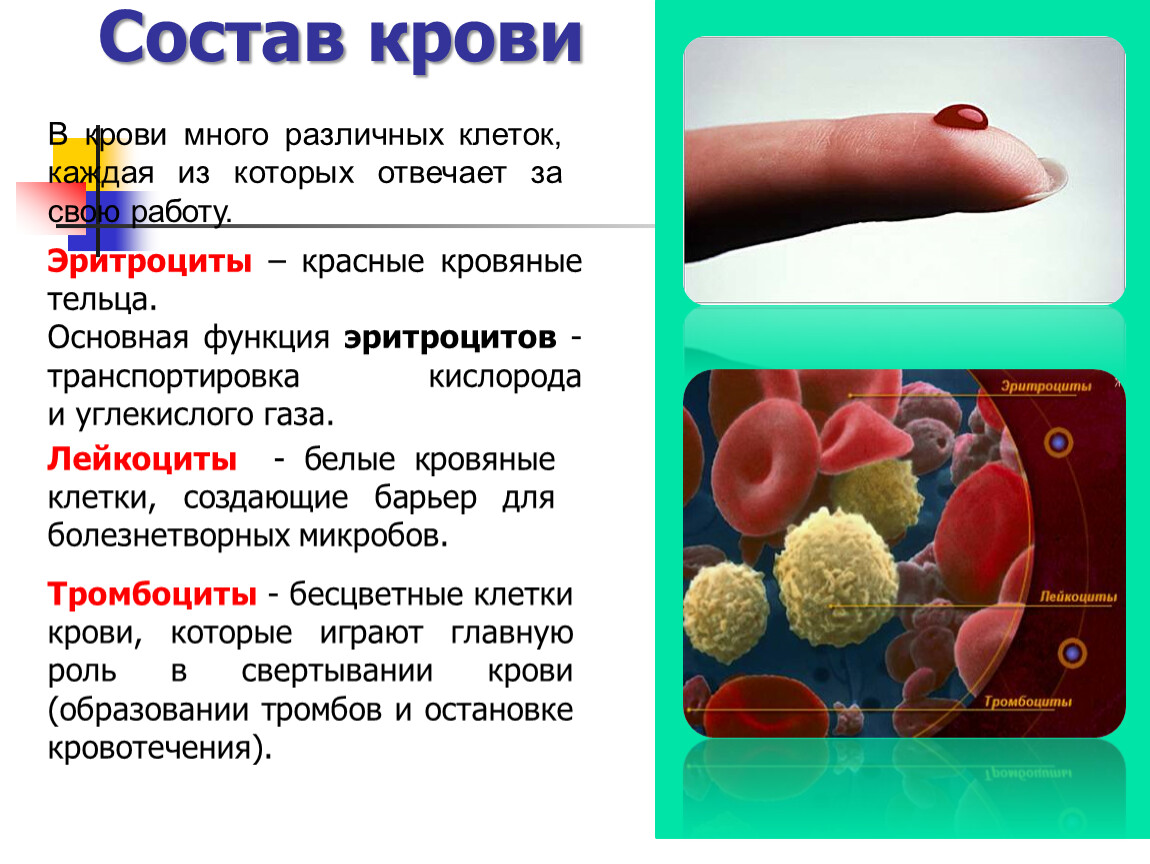 Какого размера кровь. Состав крови. Кровь состоит из. Кровь состав крови. Кровь состав и функции крови.