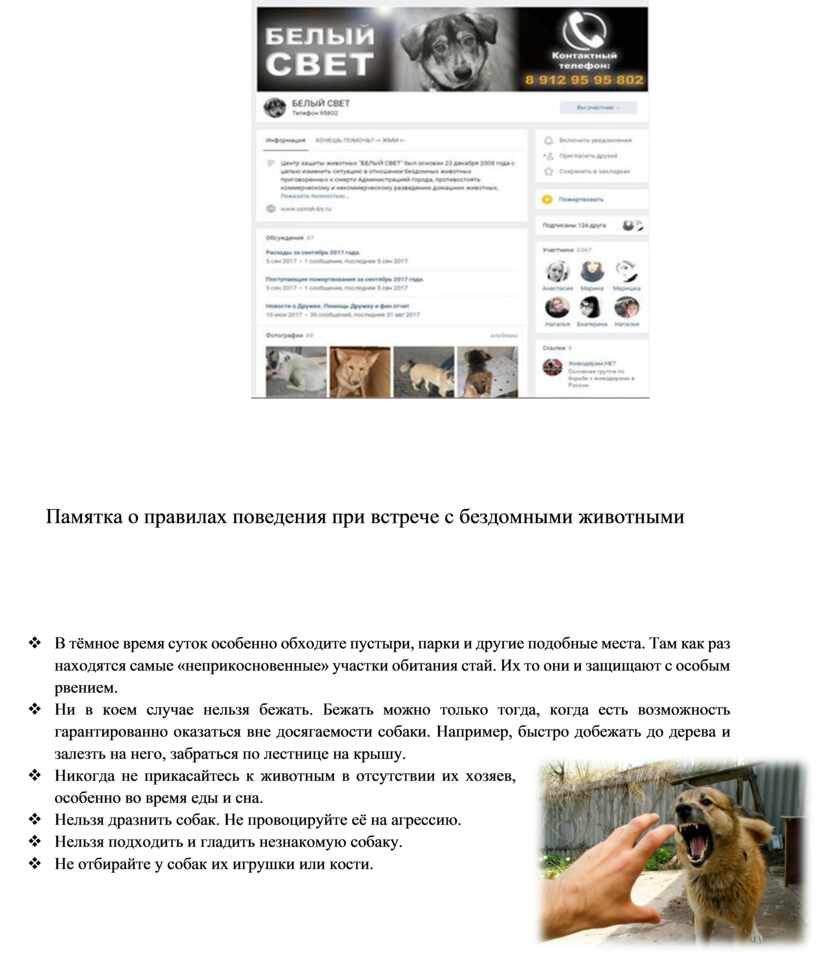 Памятка о правилах поведения при встрече с бездомными животными v