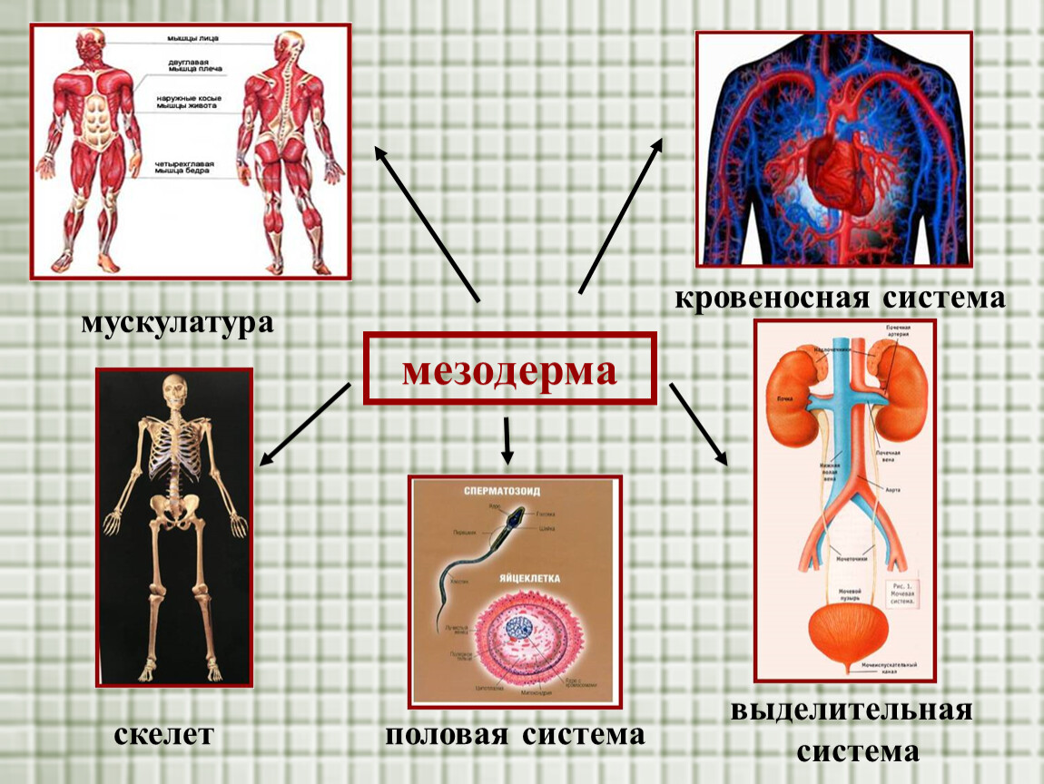 Мезодерма какая система. Скелет мезодерма. Половая система образуется из мезодермы. Что развивается из мезодермы. Мышцы из мезодермы.