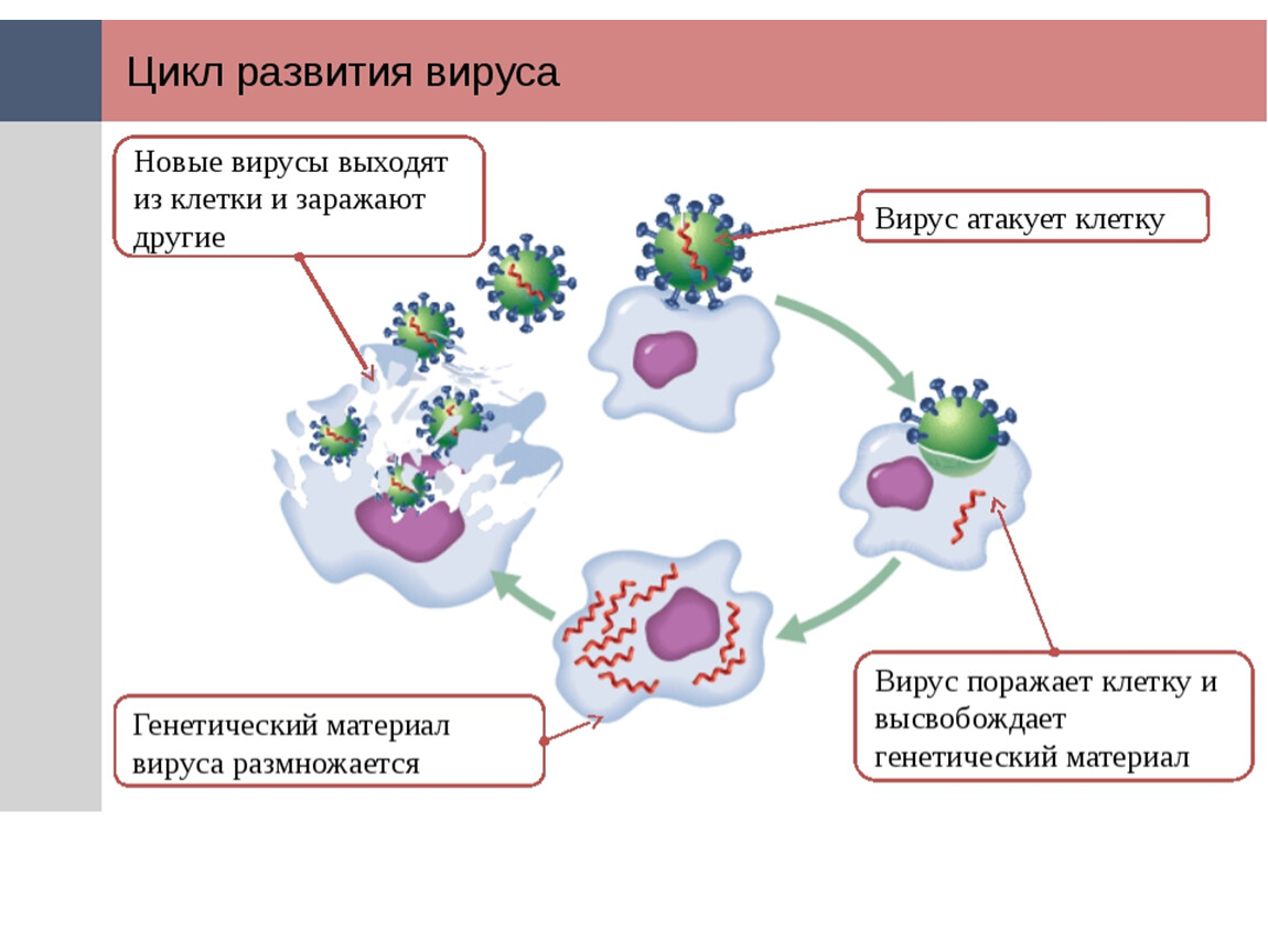 Инфицирования коронавирус. Схема механизма действия вируса. Цикл развития вируса. Заражение клетки вирусом схема. Механизм инфицирования вирусами.