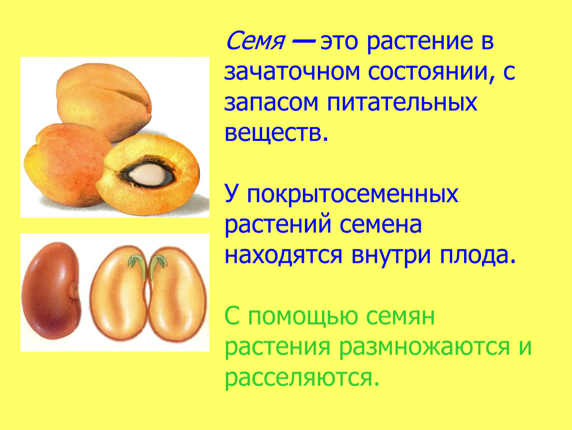 Семя внутри. Семя покрытосеменных растений. Семена находятся внутри плода. Семя у покрытосеменныхрастения. Строение семени запас питательных веществ.